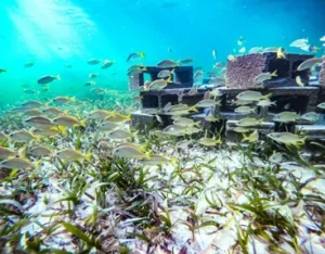Snorkelling among shoals of fish